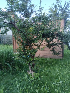Коллективный сад номер 7, участок 58 в Симферополе - simferopol.yutvil.ru - фото 28 Коллективный сад номер 7, участок 58 в Симферополе - simferopol.yutvil.ru - фото 28