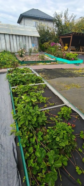 СНТ Машиностроитель, уч.166 в Симферополе - simferopol.yutvil.ru - фото 18 СНТ Машиностроитель, уч.166 в Симферополе - simferopol.yutvil.ru - фото 18