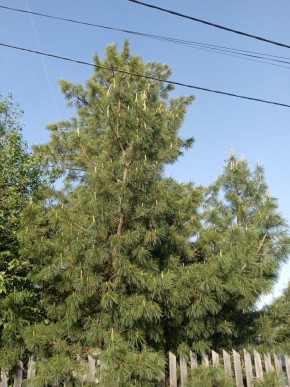 ул. Полынная,29 в Симферополе - simferopol.yutvil.ru - фото 18 ул. Полынная,29 в Симферополе - simferopol.yutvil.ru - фото 18
